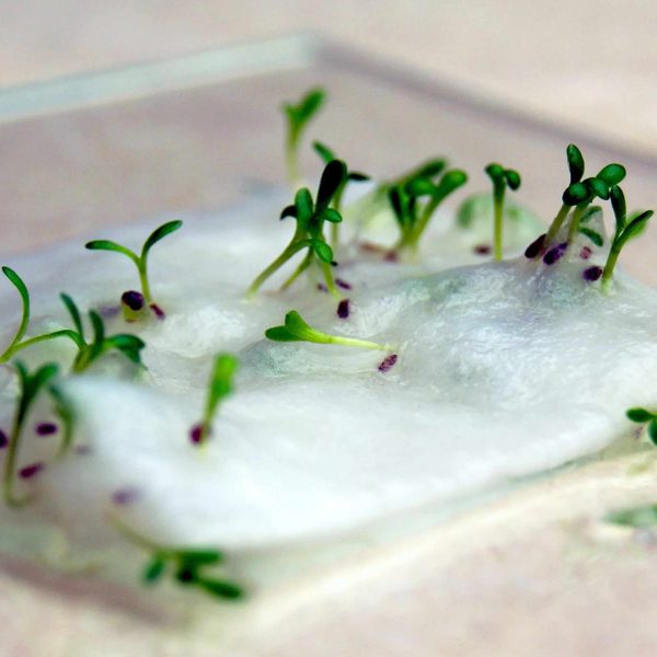 Seed Paper Diary - Image 5