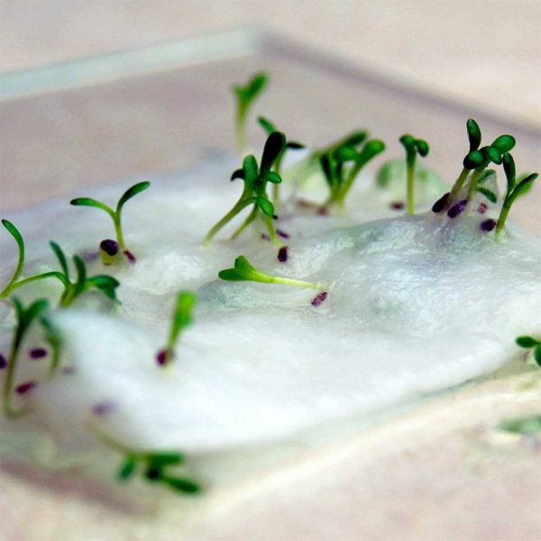 Seed Paper Tags - Image 4
