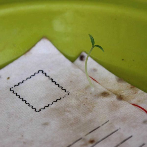Seed Paper Coasters - Image 3